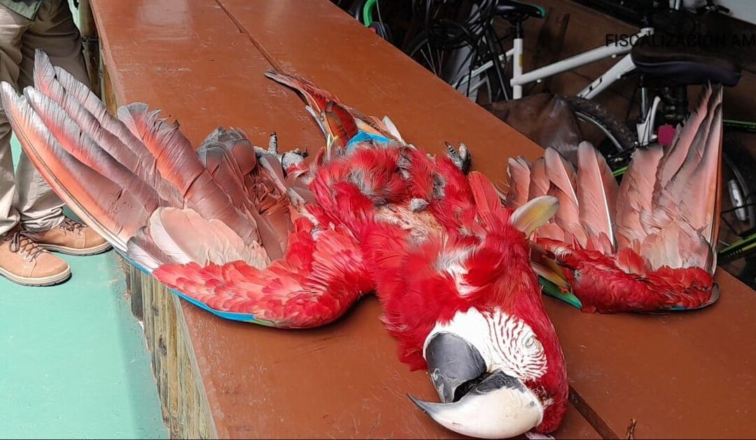 CRIMINAL! Disparan y matan a Guacamayo en Luque.