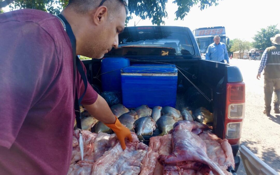 Operativo Semana Santa: Incautan piezas de animales silvestres