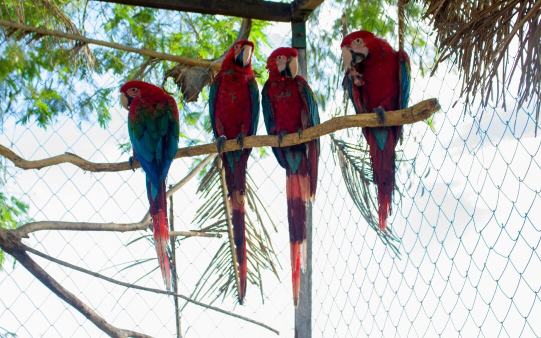 Por primera vez en Paraguay: Rehabilitación y Liberación Exitosa de Cuatro Guacamayos Rojos