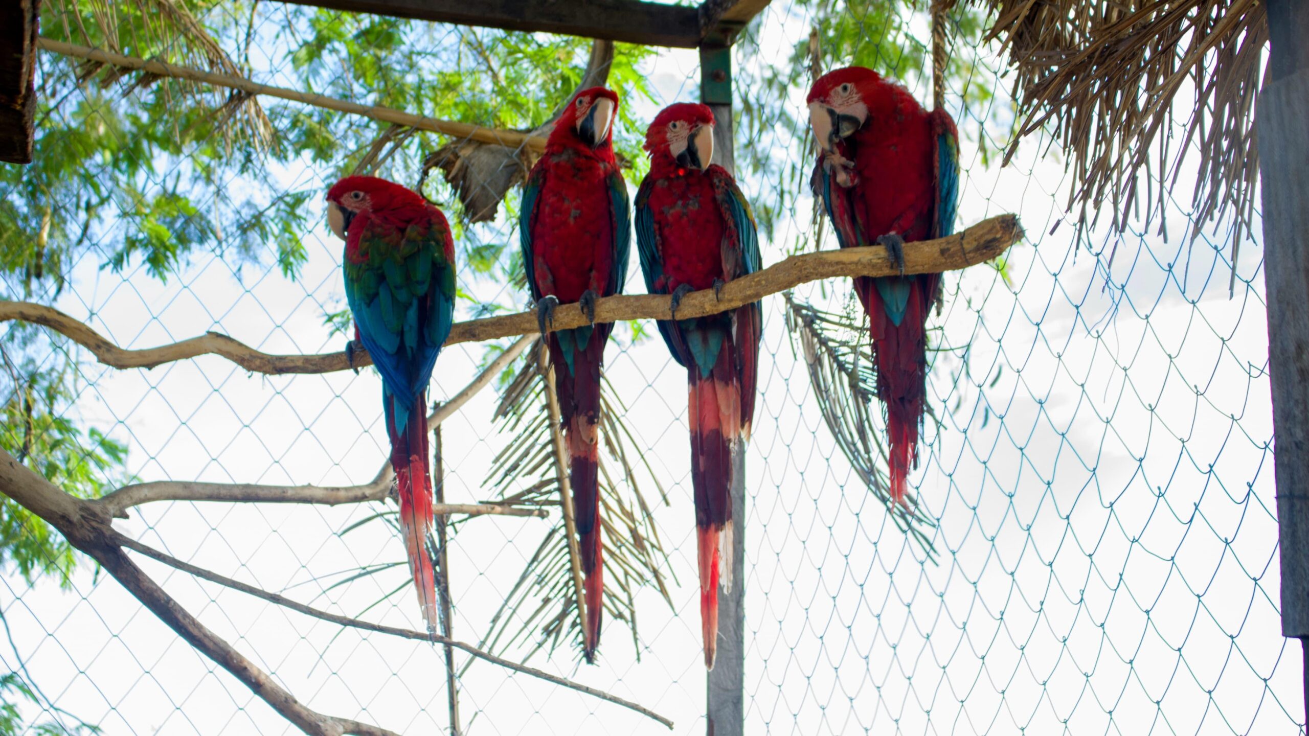 Por primera vez en Paraguay: Rehabilitación y Liberación Exitosa de Cuatro Guacamayos Rojos