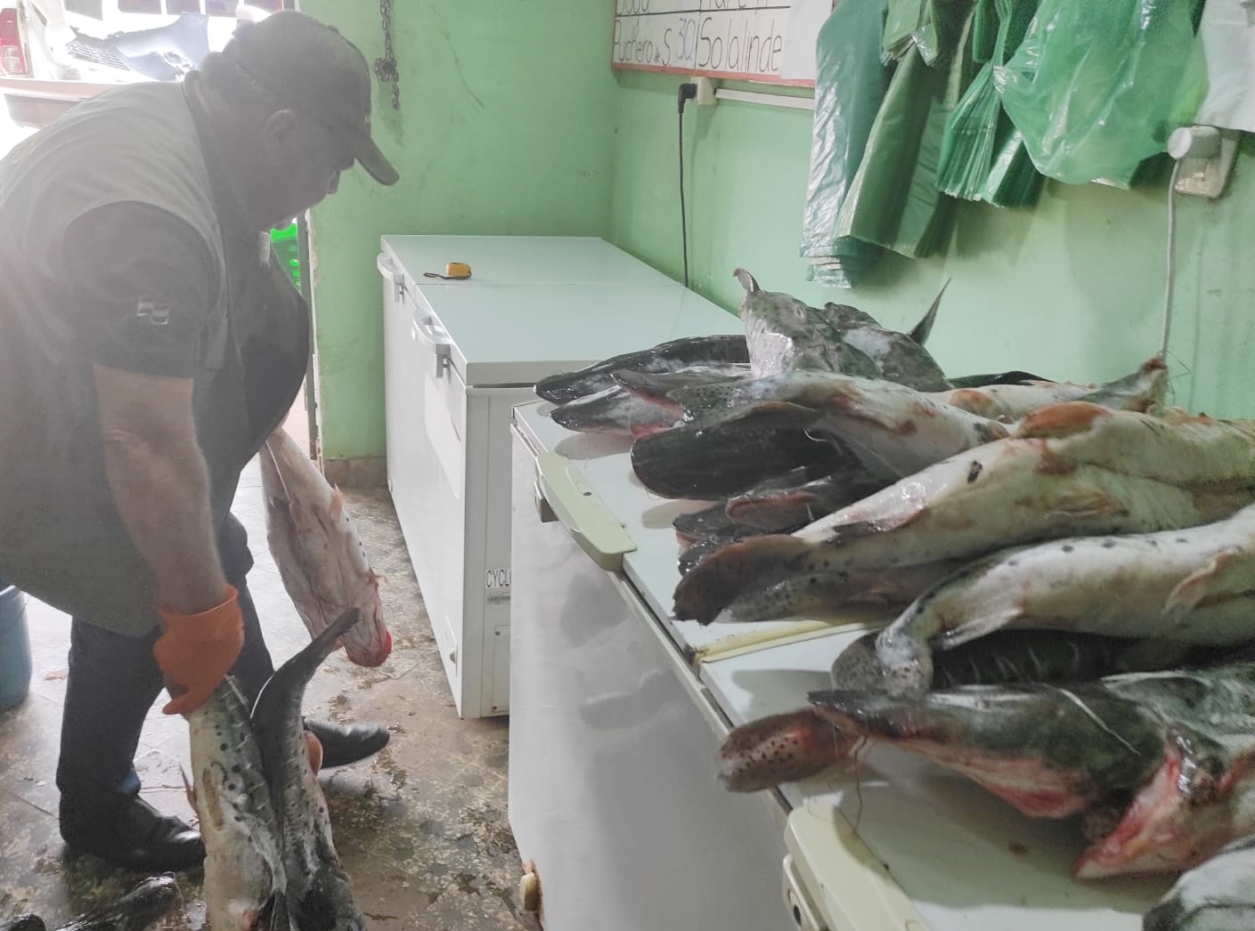 Operativo en Central: Decomisan productos pesqueros y piezas de animales silvestres