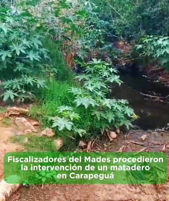 Paraguarí: Mades interviene matadero equino en Carapeguá
