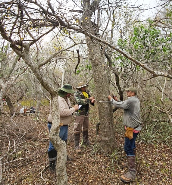 El Ministerio del Ambiente avanza en la conservación del Palo Santo en Alto Paraguay