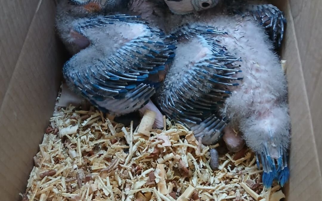Intervención por tráfico ilegal de animales silvestres en peligro de extinción