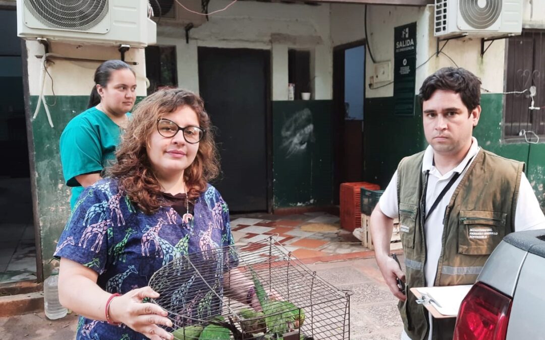 Rescatan animales silvestres del mercado de Luque y los trasladan al zoológico de Asunción