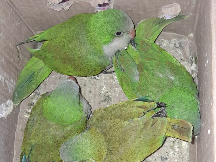 Rescatan cotorritas víctimas de tráfico ilegal de fauna en Itapúa