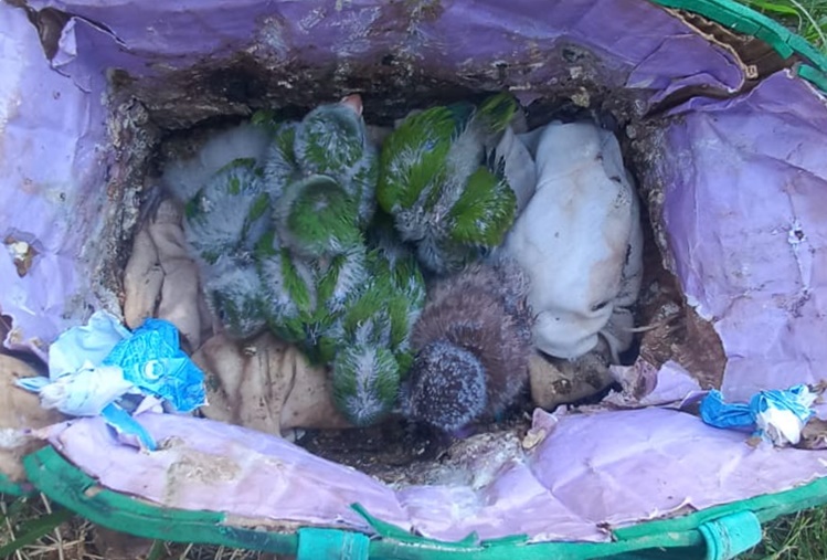 Rescate de fauna silvestre en Encarnación