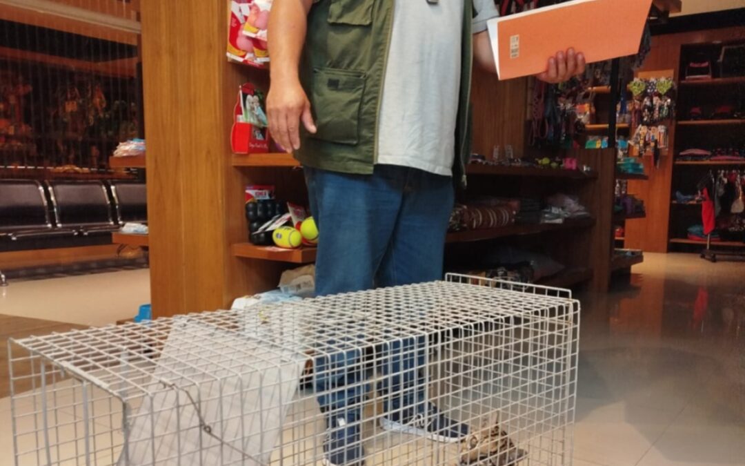 Tirika rescatado camino a su recuperación: Un paso hacia su reinserción en su entorno natural