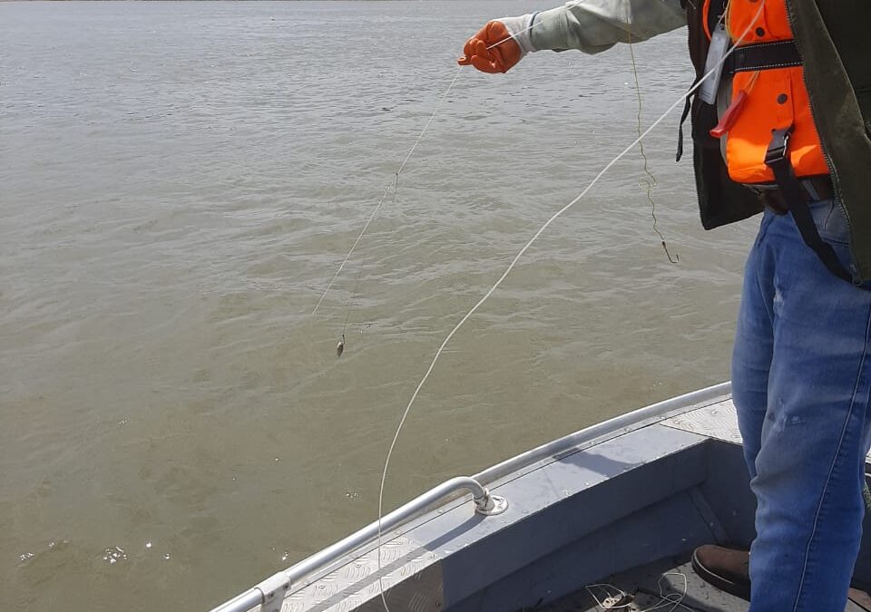 Veda Pesquera: MADES retira 2.000 metros de espineles en aguas del río Paraguay