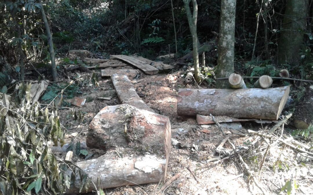 Constatan desmonte de área boscosa nativa en área del Parque San Rafael para cultivo de marihuana