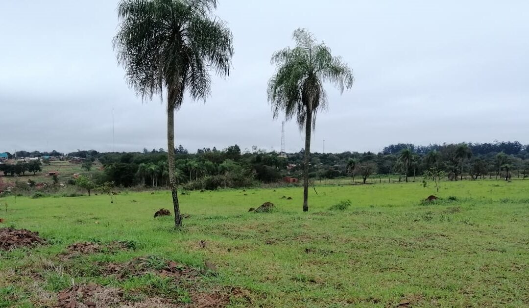 PJC: Intervienen loteamiento por no contar con las documentaciones ambientales necesarias