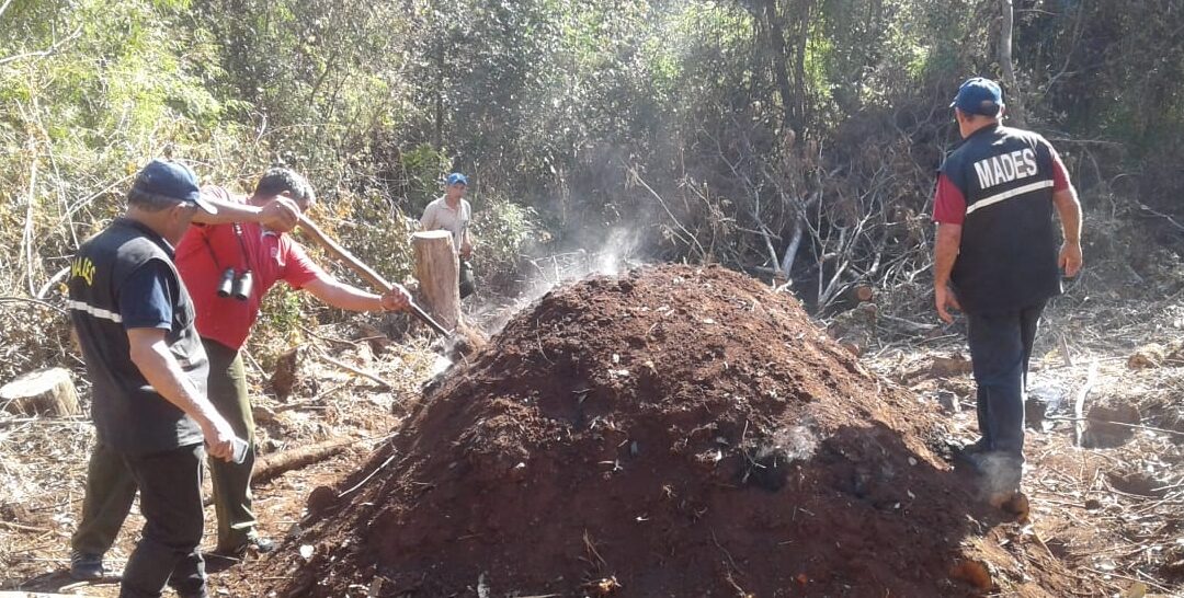 Tala indiscriminada de árboles nativos y elaboración de carbón vegetal en área del Parque San Rafael
