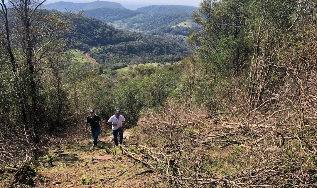 Confirman desmonte dentro del área de reserva de recursos manejados de Ybytyruzú