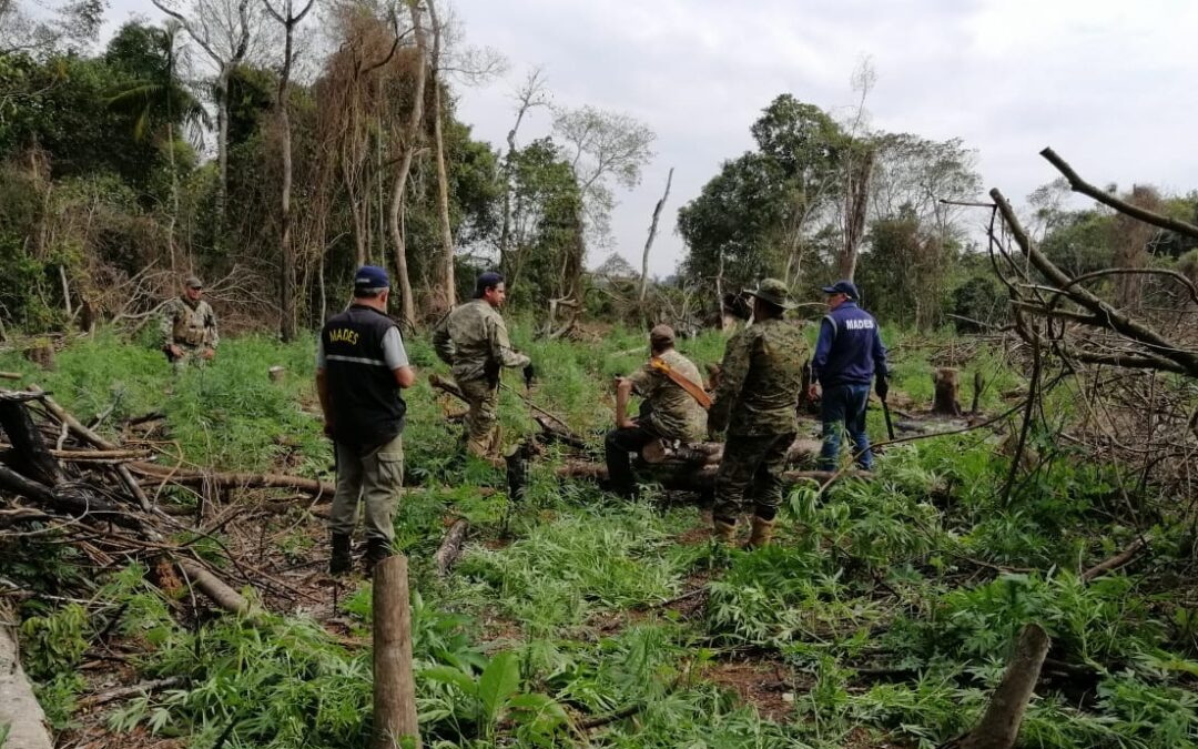 Desmantelan campamentos y plantaciones de marihuana dentro del límite del Parque Nacional Caazapá