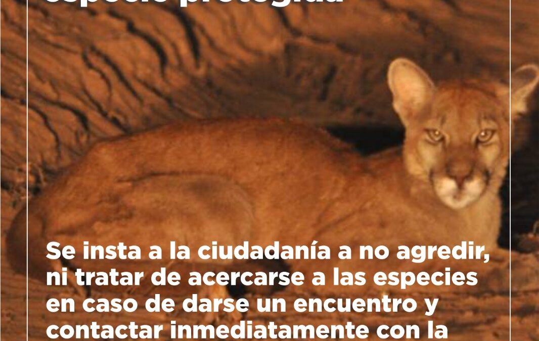 CASO PUMA: Ministerio del Ambiente solicita a la Fiscalía la investigación del vídeo