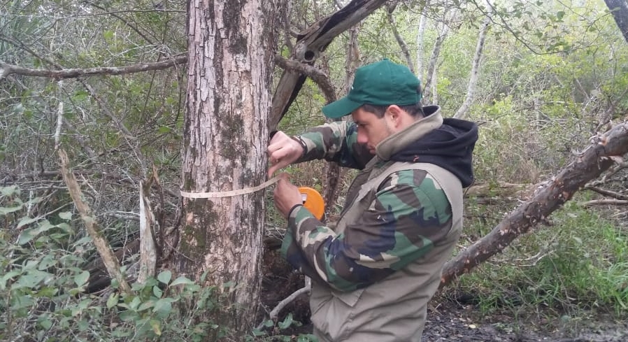 Inician estudio poblacional del Palo Santo en la Región Occidental