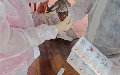 MADES monitorea aves silvestres nativas y migratorias para determinar ausencia del virus Aviar