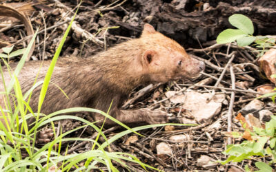 Avistamiento de jagua yvyguy en el Parque Nacional Serranía San Luis