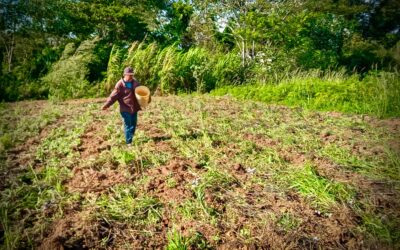 Productores de Aba’i y Tava’i reciben semillas para mejorar la fertilidad del suelo