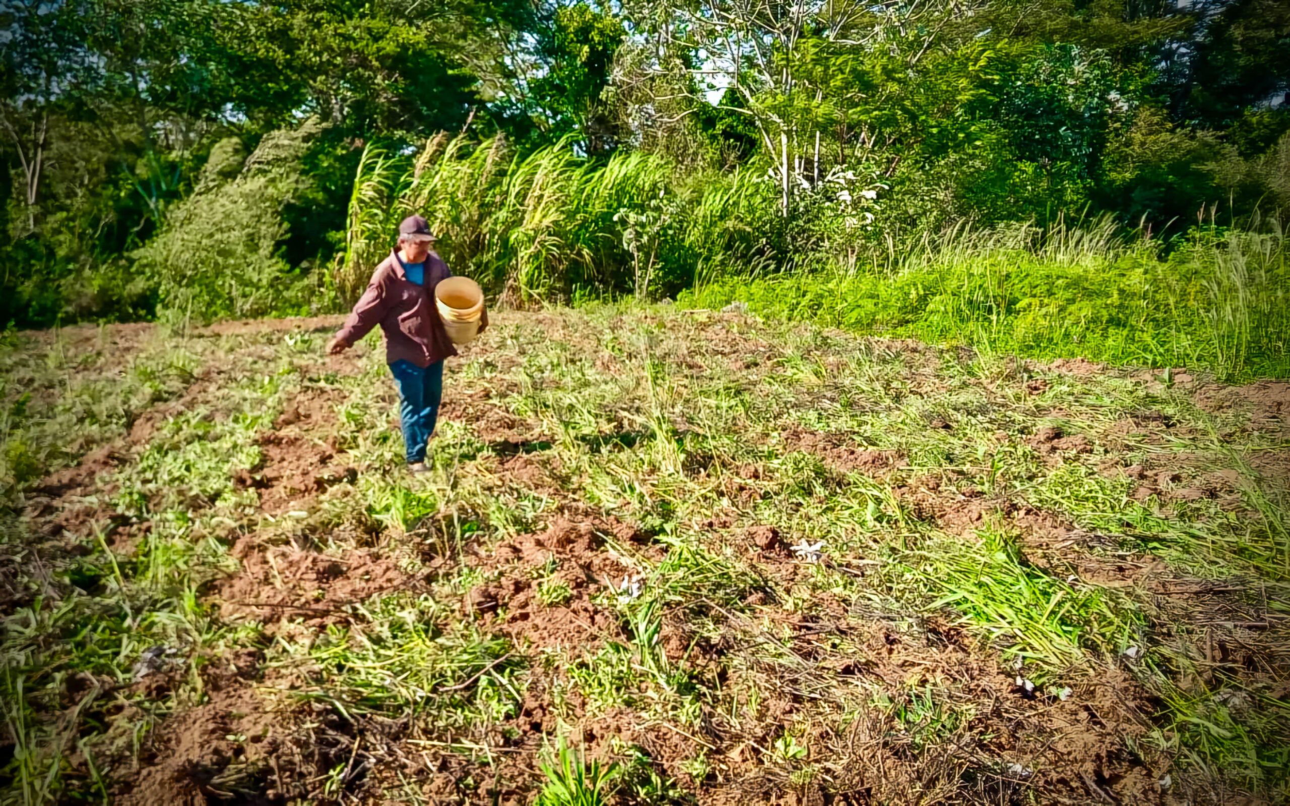 Productores de Aba’i y Tava’i reciben semillas para mejorar la fertilidad del suelo