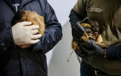 Rescatan tres ejemplares de fauna silvestre en un operativo interinstitucional contra el tráfico ilegal