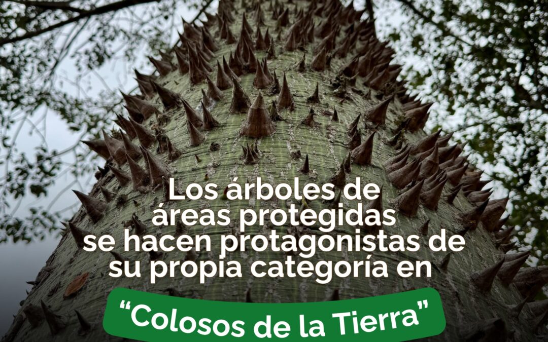 Los árboles de áreas protegidas se hacen protagonistas de su propia categoría en “Colosos de la Tierra”