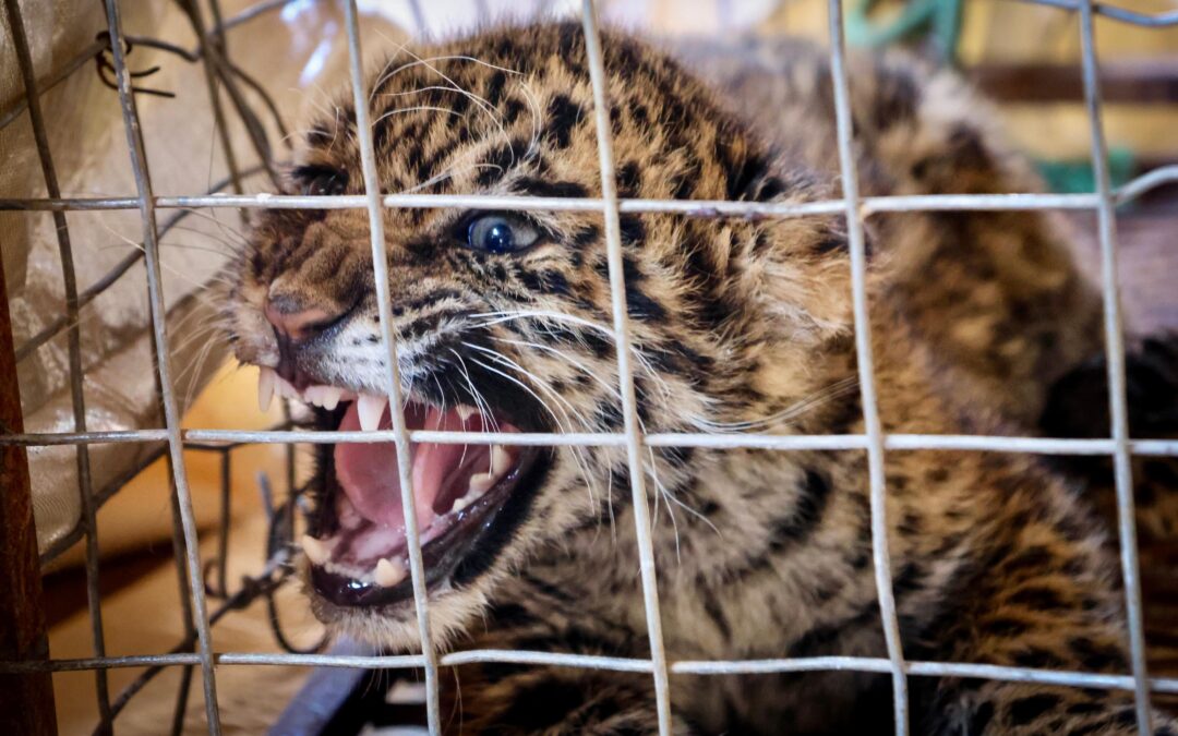 Rescatan a cachorro de jaguareté en Concepción: presumen intento de tráfico ilegal
