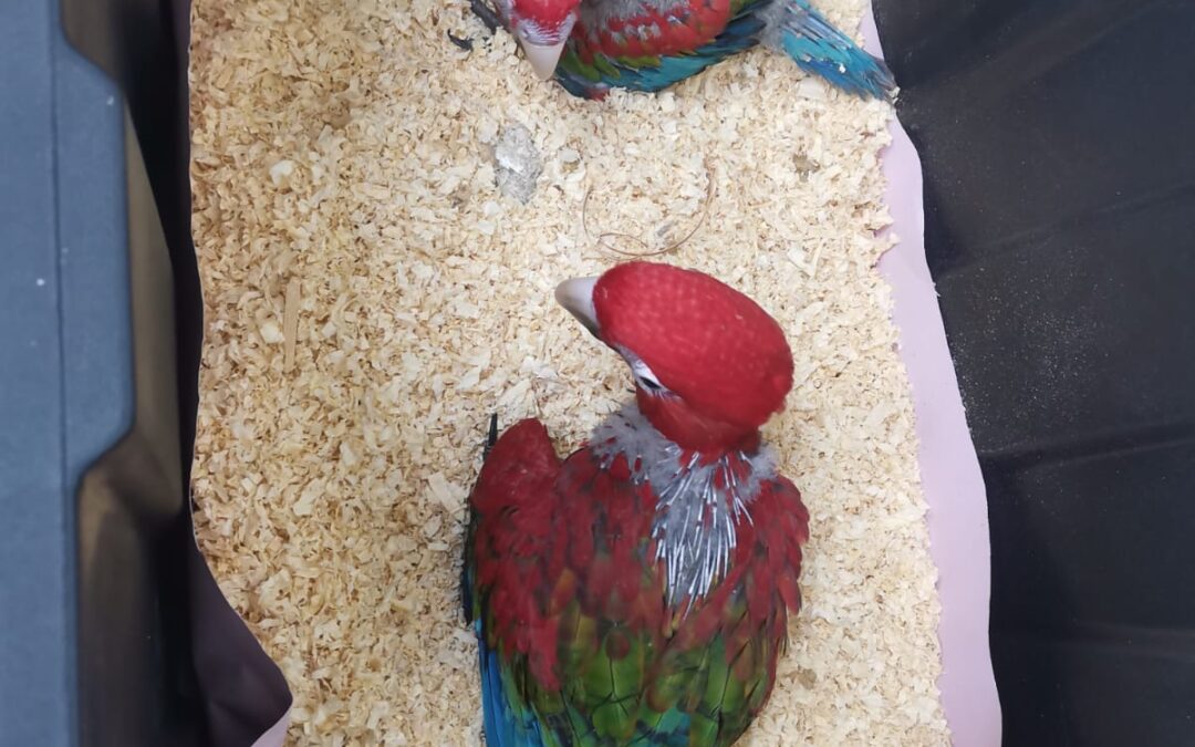 MADES lidera operativo y salva a especies de guacamayos en peligro de extinción