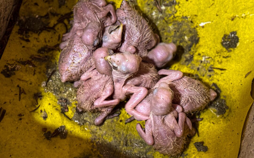 Operativo interinstitucional logra rescate de 23 pichones de psitácidos del tráfico ilegal