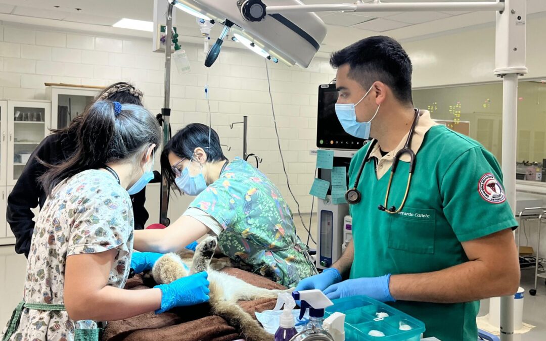 Cachorro de puma rescatado por bomberos es atendido en el Hospital Faunístico de ITAIPU