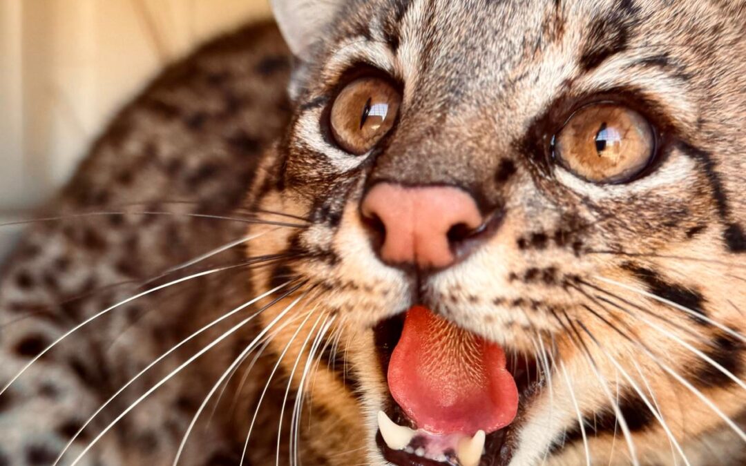 La naturaleza celebra: tirika vuelve a su territorio tras un exitoso rescate y rehabilitación