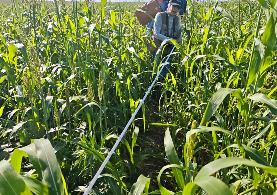 Compartimos un importante avance en restauración forestal
