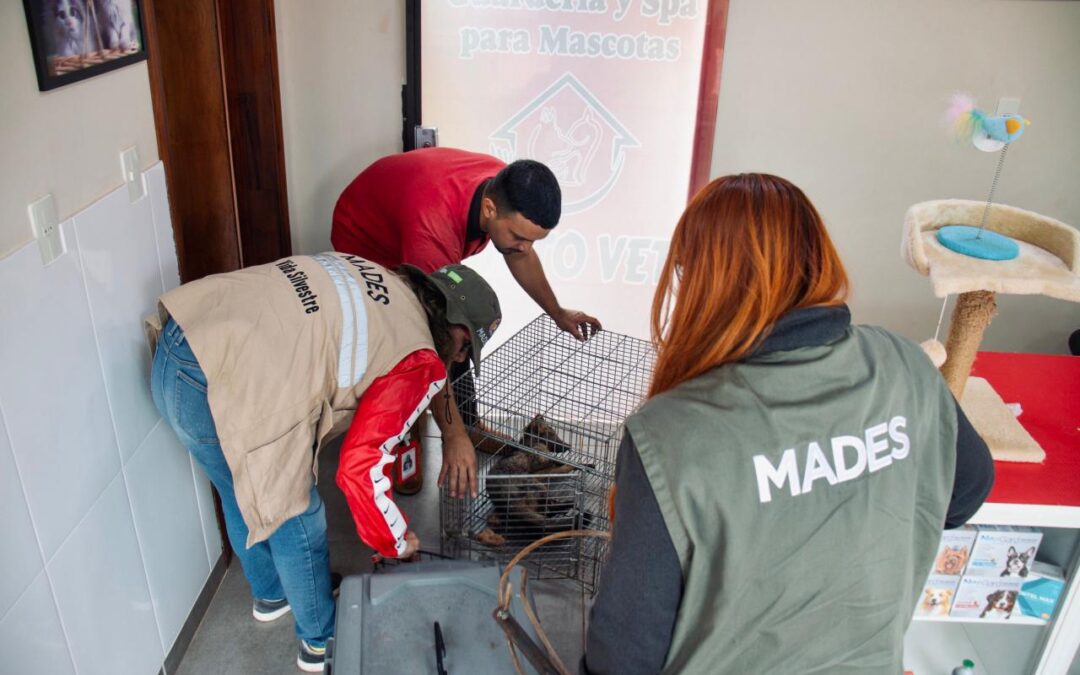 Rescate y atención de ejemplar de Aguara’i en la ciudad de Itauguá