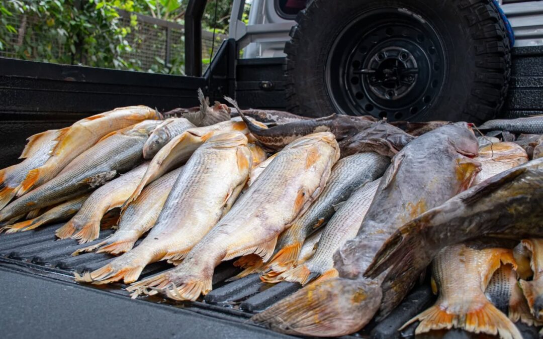 MADES decomisa productos pesqueros durante la veda