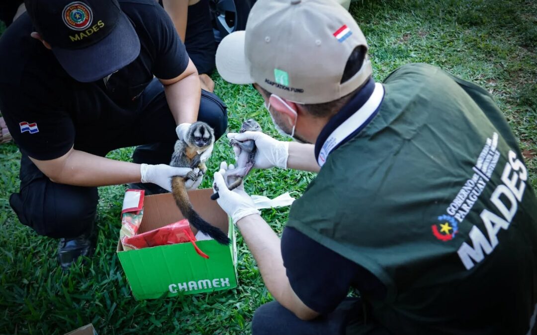 Rescatan mono nocturno especie protegida en operativo liderado por el MADES