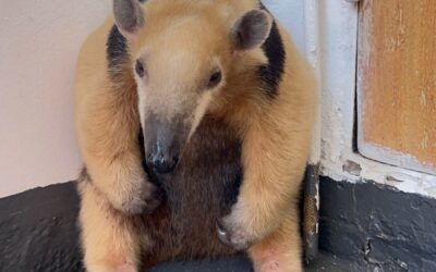 Buenas noticias: rescate y liberación exitosa de un oso melero
