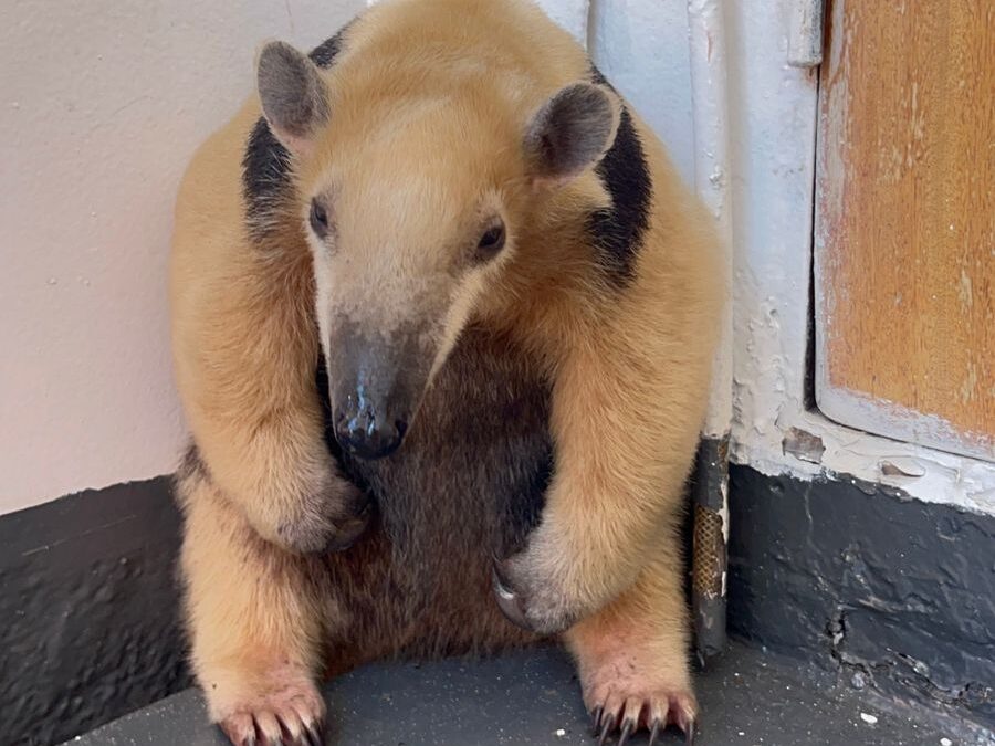 Buenas noticias: rescate y liberación exitosa de un oso melero
