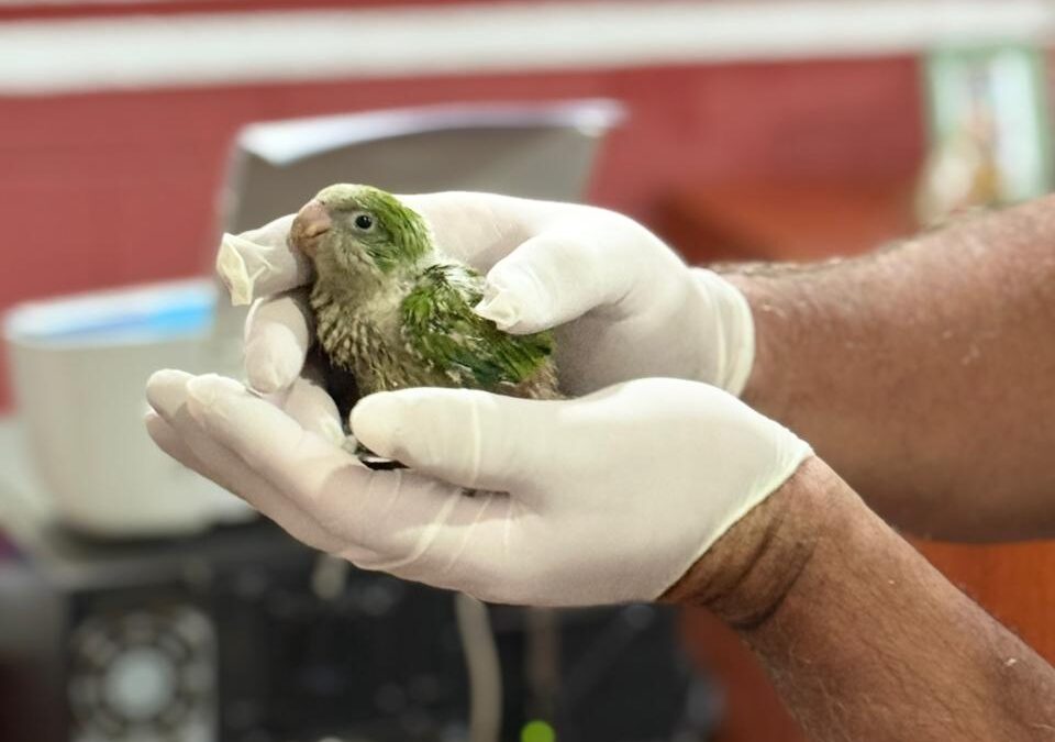 Rescatan 22 pichones de cotorra con signos de maltrato en Ciudad del Este