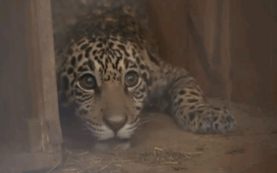 Conservación en marcha: Jerovía, el jaguareté rescatado, inicia una nueva etapa en ITAIPU