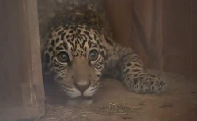 Conservación en marcha: Jerovía, el jaguareté rescatado, inicia una nueva etapa en ITAIPU