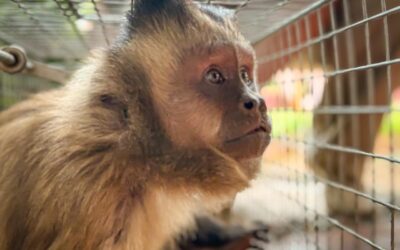 MADES captura mono en Loma Pytã