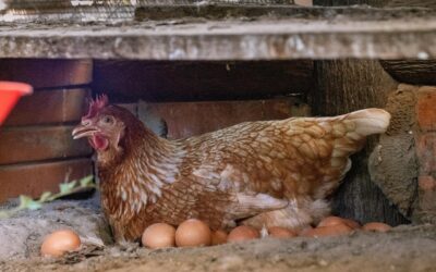 MADES fortalece medios de vida sostenibles con apoyo a la horticultura y producción avícola en Alto Paraguay