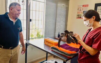 Rescate y liberación de fauna silvestre en Central