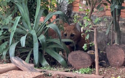 Rescate y relocalización de un ejemplar de Aguará Guasú en Asunción