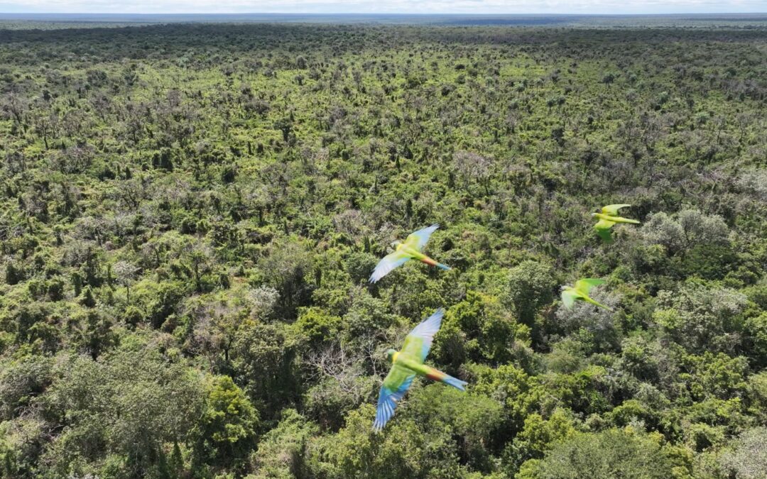Avanzan verificaciones para la certificación de bosques en el régimen de servicios ambientales