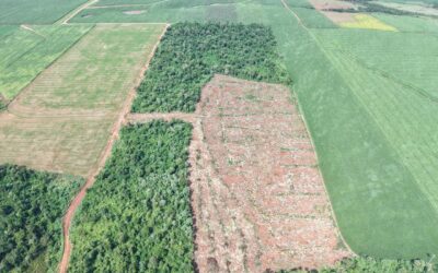 MADES interviene por desmonte en establecimiento agrícola de Caazapá