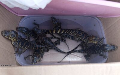 El MADES desbarata venta ilegal de fauna silvestre en Asunción