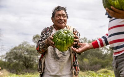 Producción agrícola fortalece la seguridad alimentaria en el Chaco