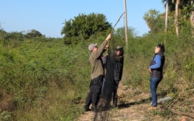 Aves silvestres, bajo monitoreo en Alto Paraguay en el marco de la vigilancia de la influenza aviar