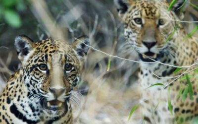 El MADES protege al jaguareté con monitoreo, tecnología y guardaparques en el Chaco